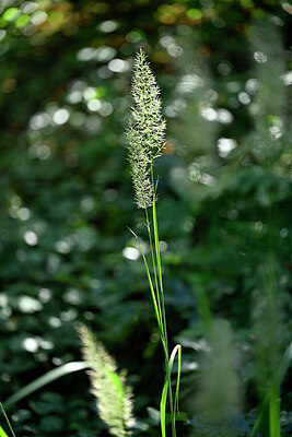 BUITEN BEELD Foto: 441328