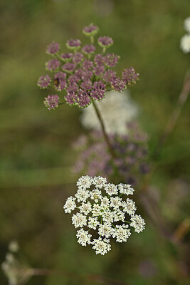 BUITEN BEELD Foto: 441329
