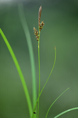 BUITEN BEELD Foto: 441339