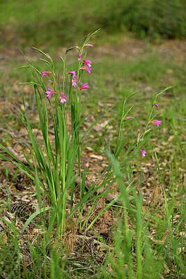 BUITEN BEELD Foto: 441340