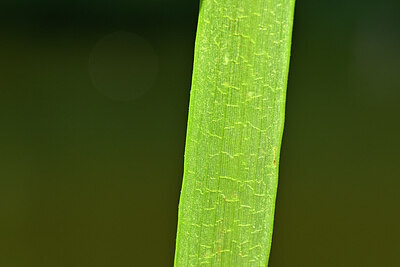 BUITEN BEELD Foto: 441341