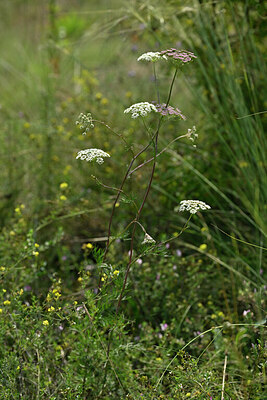 BUITEN BEELD Foto: 441342