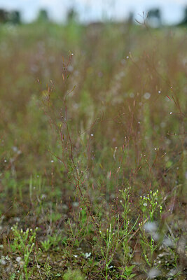 BUITEN BEELD Foto: 441343