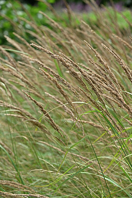 BUITEN BEELD Foto: 441346