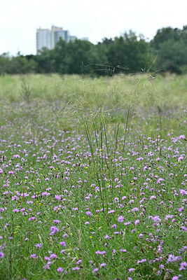 BUITEN BEELD Foto: 441347