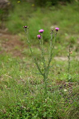 BUITEN BEELD Foto: 441348
