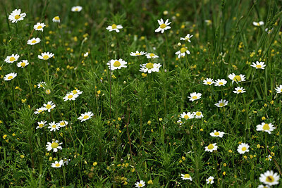 BUITEN BEELD Foto: 441349