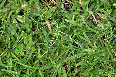 BUITEN BEELD Foto: 441350
