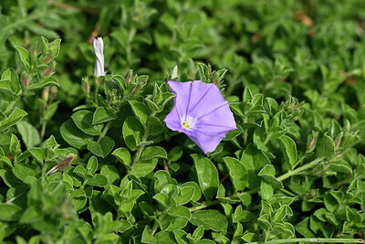 BUITEN BEELD Foto: 441353