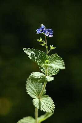 BUITEN BEELD Foto: 441354