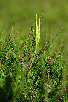 BUITEN BEELD Foto: 441355
