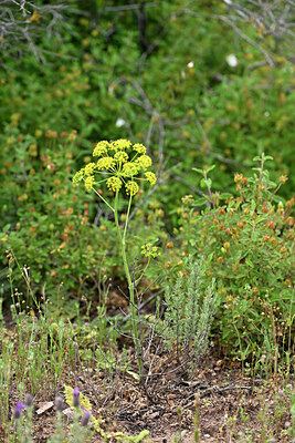BUITEN BEELD Foto: 441357