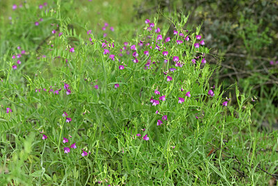 BUITEN BEELD Foto: 441359