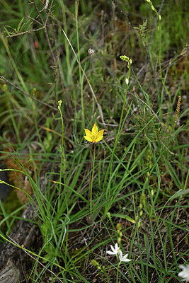 BUITEN BEELD Foto: 441362