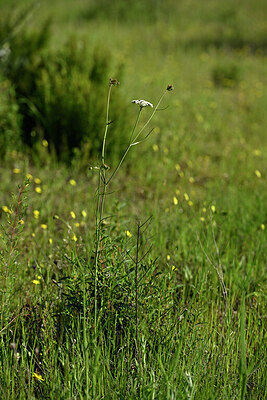 BUITEN BEELD Foto: 441364