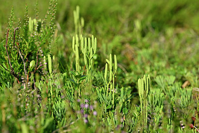 BUITEN BEELD Foto: 441365