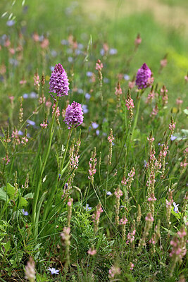 BUITEN BEELD Foto: 441366