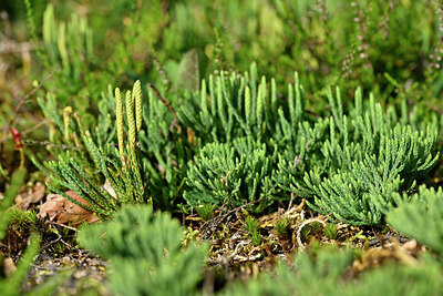 BUITEN BEELD Foto: 441373