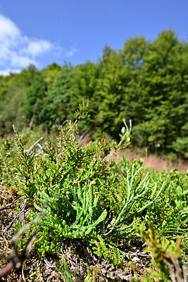 BUITEN BEELD Foto: 441380