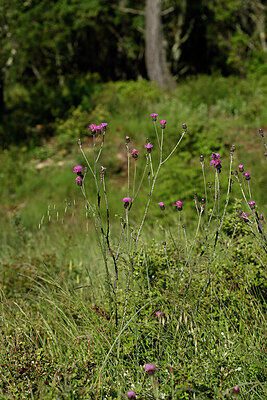 BUITEN BEELD Foto: 441387