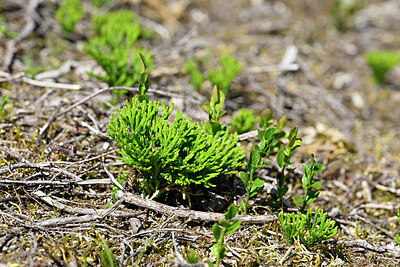 BUITEN BEELD Foto: 441389