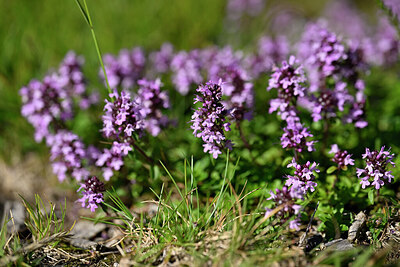 BUITEN BEELD Foto: 441390