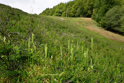 BUITEN BEELD Foto: 441392
