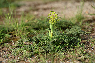 BUITEN BEELD Foto: 441393