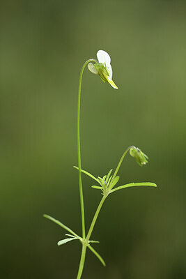 BUITEN BEELD Foto: 441396