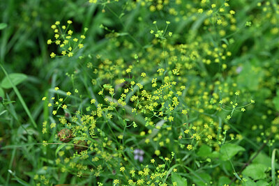 BUITEN BEELD Foto: 441400