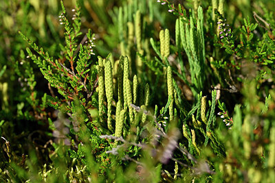 BUITEN BEELD Foto: 441401