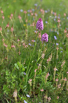 BUITEN BEELD Foto: 441402