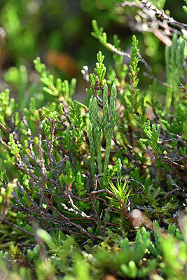 BUITEN BEELD Foto: 441403