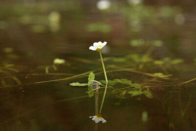 BUITEN BEELD Foto: 441408