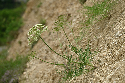 BUITEN BEELD Foto: 441410