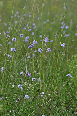 BUITEN BEELD Foto: 441411