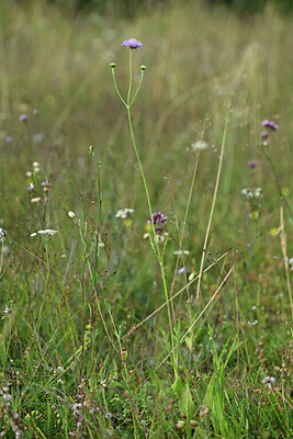 BUITEN BEELD Foto: 441412