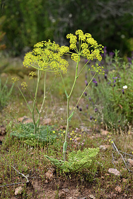 BUITEN BEELD Foto: 441416