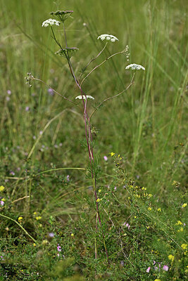 BUITEN BEELD Foto: 441418