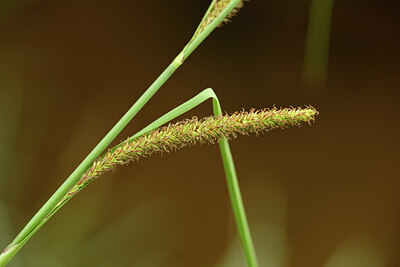 BUITEN BEELD Foto: 441420