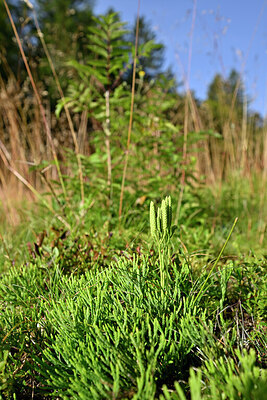 BUITEN BEELD Foto: 441421