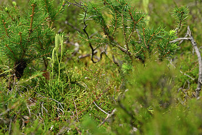 BUITEN BEELD Foto: 441424