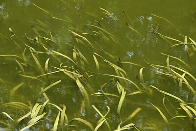 BUITEN BEELD Foto: 441426