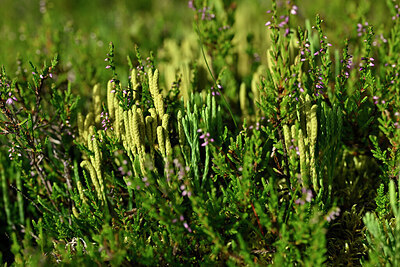 BUITEN BEELD Foto: 441428