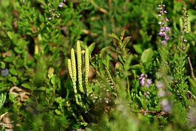 BUITEN BEELD Foto: 441430