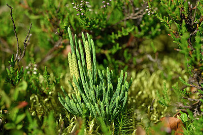 BUITEN BEELD Foto: 441431