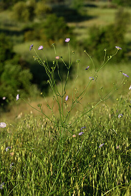 BUITEN BEELD Foto: 441432