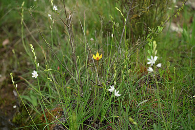 BUITEN BEELD Foto: 441438