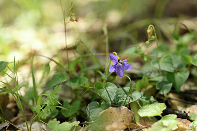 BUITEN BEELD Foto: 441439