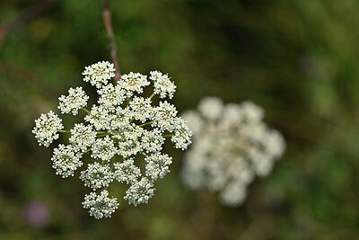 BUITEN BEELD Foto: 441440